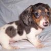 Laikullinen Piebald