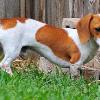 Punainen Piebald