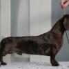 Brindle